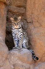 Ocelot (Leopardus pardalis), adult, sitting, at the den, alert, Sonora Desert, Arizona, North