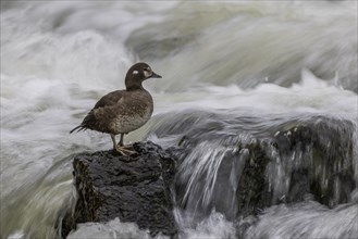 Harlequin duck (Histrionicus histrionicus), female, on a stone in a raging river, long exposure,