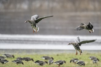 Greater white-fronted geese (Anser albifrons), landing, Emsland, Lower Saxony, Germany, Europe