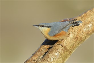 Eurasian nuthatch (Sitta europaea) sitting attentively on a branch, Animals, Birds, Siegerland,