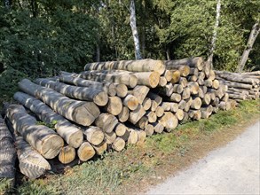 Stacked cut down tree trunks on the edge of a forest path, in the background budding trees forest,