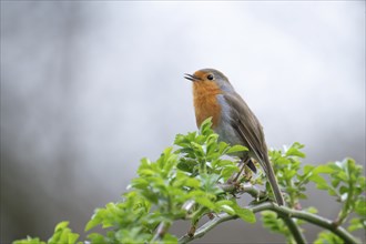 European robin (Erithacus rubecula) on a curved branch with freshly sprouted green leaves in