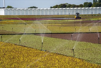 Horticultural business, irrigation with a sprinkler system, outdoors, plants grow here to be sold