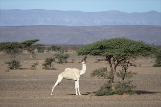 Dromedary (Camelus dromedarius) in a desert-like landscape eating from a tree, Alnif, Morocco,