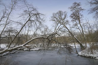 Winter, carp pond, ice, Treptower Park, Treptow, Treptow-Köpenick, Berlin, Germany, Europe