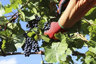 Grape grape harvest: Hand-picking Pinot Noir grapes in the Palatinate