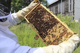 Beekeeper works on his hive