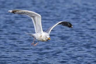 European herring gull (Larus argentatus) adult seagull in flight over sea water along the North Sea