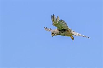 Common kestrel, European kestrel (Falco tinnunculus) juvenile in flight, hovering with tail