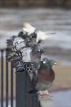 City pigeons in winter, Saxony, Germany, Europe