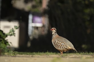 Red legged partridge (Alectoris rufa) adult bird on a urban garden path, Suffolk, England, United