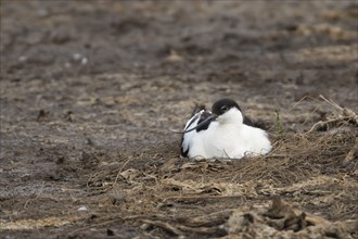 Pied Avocet (Recurvirostra avosetta) adult bird sitting on its nest, Norfolk, England, United