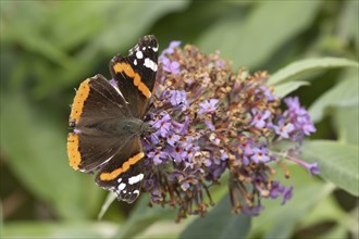 Red admiral butterfly (Vanessa atalanta) adult insect feeding on a purple garden Buddleja flower,