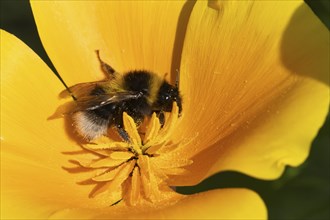 Buff tailed bumble bee (Bombus terrestris) adult insect feeding on a garden Californian poppy