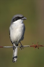 Loggerhead shrike (Lanius ludovicianus), Venice Landfill, Venice, Florida, USA, North America