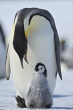 Emperor penguins, Aptenodytes forsteri, Adult Protecting her Chick on her Feet, Snow Hill Island,