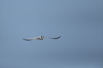 Little tern (Sternula albifrons) adult bird in flight against a blue sky, Suffolk, England, United