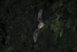 Common pipistrelle (Pipistrellus pipistrellus) hunting insects in front of deciduous forest,