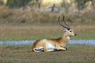 Red hartebeest (Kobus leche) ml, Okavango Delta, Botswana, Okavando Delta, Botswana, Africa