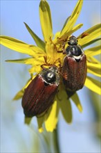 Cockchafer, (Melolontha), Bavaria, Federal Republic of Germany