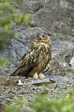 Eurasian Eagle-owl, (Bubo bubo), quarry in Sauerland, Sauerland, Federal Republic of Germany