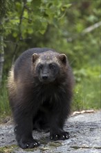 Wolverine, wolverine, (Gulo gulo), bear marten, Järv, Sweden, Sweden, Europe