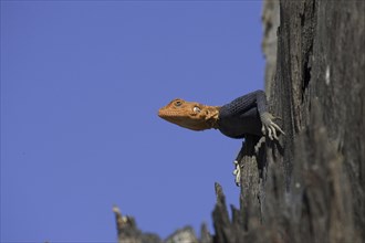 Namibian rock agama, (Agama planiceps) male in wedding dress, Etosha NP, Namibia, Africa