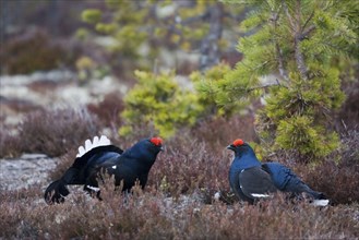 Black grouse, black grouse, courtship display, (Lyrurus tetrix), Sweden, pair, Hamra, Hamra,