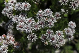 Serruria fucifolia (Serruria fucifolia), flowers, flowering, bush, fynbos, Kirstenbosch Botanical