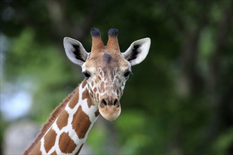 Reticulated giraffe (Giraffa camelopardalis reticulata), adult Portrait, Kenya, Africa