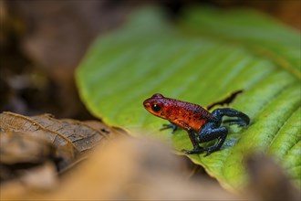 Strawberry poison-dart frog (Oophaga pumilio) sitting on a leaf, Heredia province, Costa Rica,