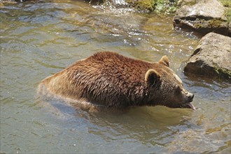 Brown bear (Ursus arctos) in the water, captive