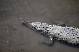 American crocodile (Crocodylus acutus) swimming in the water, from above, Rio Tarcoles, Carara