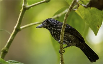 Black-hooded antshrike (Thamnophilus bridgesi) sitting on a branch, tropical rainforest, Corcovado