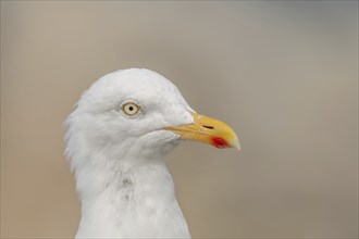 Portrait of a herring gull (Larus argentatus) in the cliffs of the Atlantic Ocean. Camaret, Crozon,