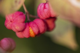 European spindle bush (Euonymus europaeus), Emsland, Lower Saxony, Germany, Europe