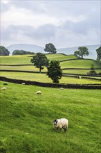 Sheeps and Farms in Yorkshire Dales National Park, North Yorkshire, England, United Kingdom, Europe