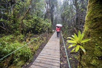 Young woman, tourist with umbrella on wooden path through foggy rainforest, dense vegetation, Poás