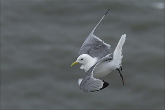 Kittiwake (Rissa tridactyla) adult bird in flight over the sea in the summer, Yorkshire, England,