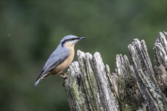 Nuthatch (Sitta europaea), Emsland, Lower Saxony, Germany, Europe