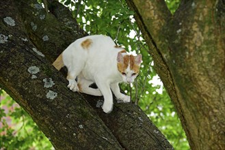 Cat, Turkish Van, domestic cat, in tree