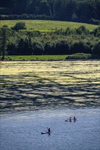 Green carpet of plants on Lake Baldeney in Essen, proliferating aquatic plant Elodea, waterweed, an