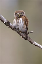 Pygmy owl (Glaucidium passerinum), Luce, Mountain area, Luce, Styria, Slovenia, Europe