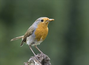 Animal, animals, bird, birds, singer, robin, robin, sitting, twig, rouge-gorge familier, Erithacus