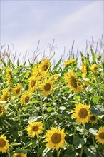 Sunflowers (Helianthus annuus) as a flowering strip on a maize field, Baden-Württemberg, Germany,