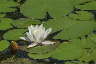 District educational garden, European white water lilies (Nymphaea alba), Burgsteinfurt, Steinfurt,