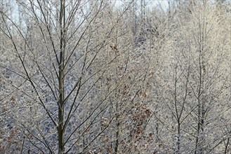 Deciduous trees, branches and twigs with hoarfrost, Arnsberg Forest nature park Park, North