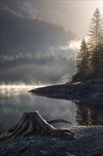 The Vordere Gosausee in autumn. A tree stump in the foreground. Fog rises from the lake. Sun,