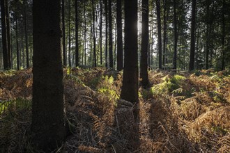 Bracken fern (Pteridium aquilinum) in spruce forest, Emsland, Lower Saxony, Germany, Europe