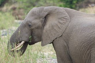 African bush elephant (Loxodonta africana), adult male feeding on reeds in the bed of the Olifants